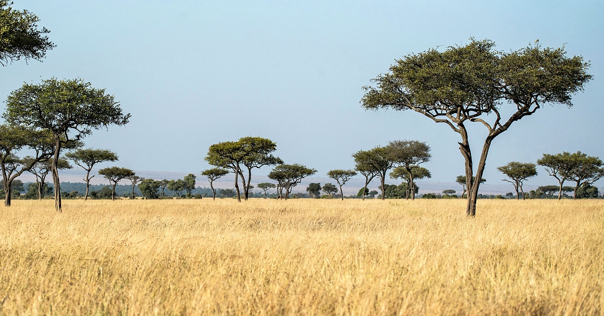 savanna_cover.jpg