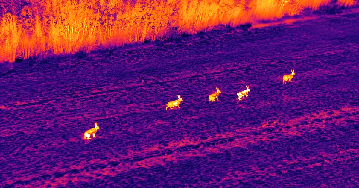 thermal_rabbits_cover.jpg thermal_rabbits_cover.jpg